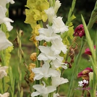 Grand Prix Gladiolus Corms
