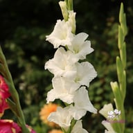 Grand Prix Gladiolus Corms