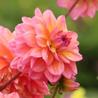 Great Silence Dahlia Tuber