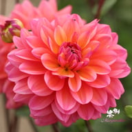 Great Silence Dahlia Tuber