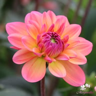 Great Silence Dahlia Tuber