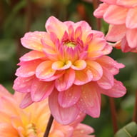 Great Silence Dahlia Tuber