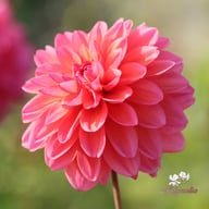 Great Silence Dahlia Tuber
