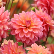 Great Silence Dahlia Tuber