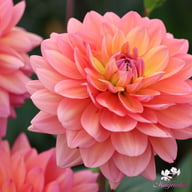 Great Silence Dahlia Tuber
