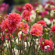 Great Silence Dahlia Tuber