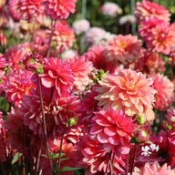 Great Silence Dahlia Tuber