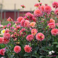 Great Silence Dahlia Tuber