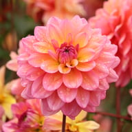 Great Silence Dahlia Tuber