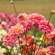 Great Silence Dahlia Tuber