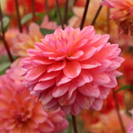 Great Silence Dahlia Tuber