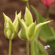 Greenstar Tulip Bulbs