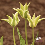 Greenstar Tulip Bulbs