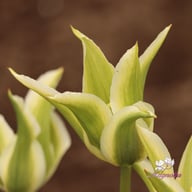 Greenstar Tulip Bulbs