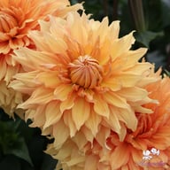 Hamari Gold Dahlia Tuber