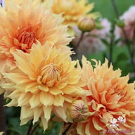 Hamari Gold Dahlia Tuber
