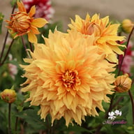 Hamari Gold Dahlia Tuber