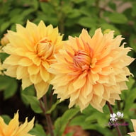 Hamari Gold Dahlia Tuber