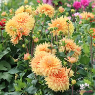 Hamari Gold Dahlia Tuber