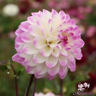 Hapet Blue Eyes Dahlia Tuber