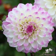 Hapet Blue Eyes Dahlia Tuber