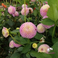 Hapet Compo Dahlia Tuber