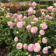 Hapet Compo Dahlia Tuber