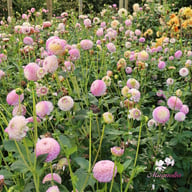 Hapet Compo Dahlia Tuber