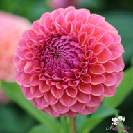 Hapet Coppery Dahlia Tuber