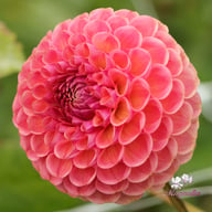 Hapet Coppery Dahlia Tuber