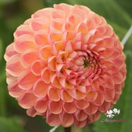 Hapet Coppery Dahlia Tuber