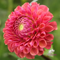 Hapet Coppery Dahlia Tuber