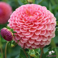 Hapet Coppery Dahlia Tuber