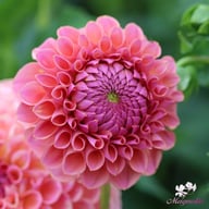 Hapet Coppery Dahlia Tuber