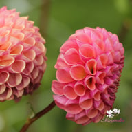 Hapet Coppery Dahlia Tuber