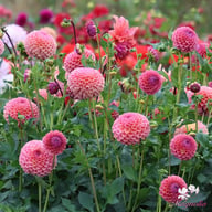 Hapet Coppery Dahlia Tuber