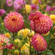 Hapet Daydream Dahlia Tuber