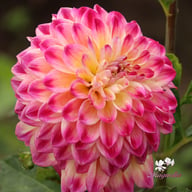 Hapet Daydream Dahlia Tuber