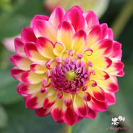 Hapet Daydream Dahlia Tuber