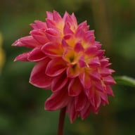 Hapet Daydream Dahlia Tuber