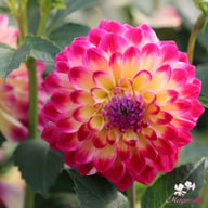 Hapet Daydream Dahlia Tuber