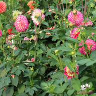 Hapet Daydream Dahlia Tuber