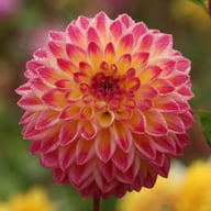 Hapet Daydream Dahlia Tuber