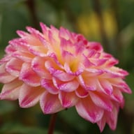 Hapet Daydream Dahlia Tuber