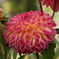 Hapet Daydream Dahlia Tuber