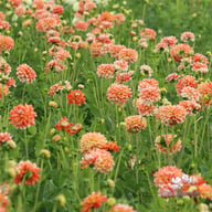 Hapet Harmony Dahlia Knöl