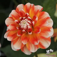 Hapet Harmony Dahlia Knöl