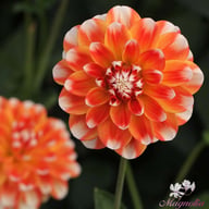 Hapet Harmony Dahlia Knöl