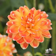 Hapet Harmony Dahlia Knöl