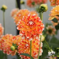 Hapet Harmony Dahlia Knöl